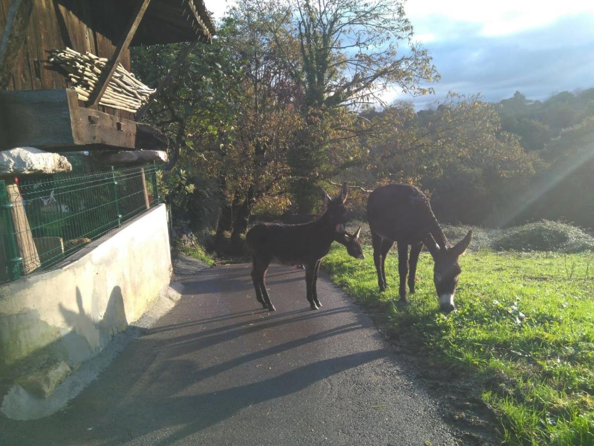 Casa Pepin - Sagasta Rural Oviedo Guest House Eksteriør bilde
