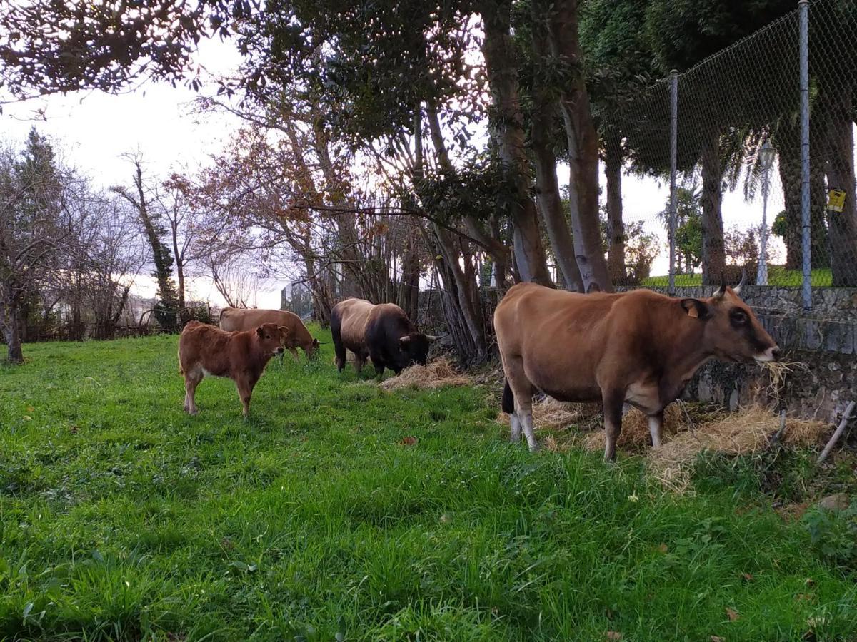 Casa Pepin - Sagasta Rural Oviedo Guest House Eksteriør bilde